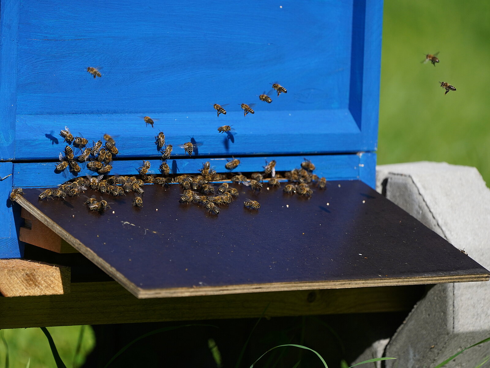 Bienenstock_Close_Up.JPG